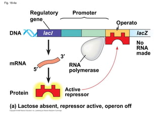 Fig. 18-4a
(a) Lactose absent, repressor active, operon off
DNA
Protein
Active
repressor
RNA
polymerase
Regulatory
gene
Promoter
Operato
r
mRNA
5′
3′
No
RNA
made
lacI lacZ
 