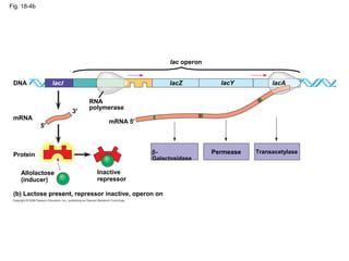 Fig. 18-4b
(b) Lactose present, repressor inactive, operon on
mRNA
Protein
DNA
mRNA 5′
Inactive
repressor
Allolactose
(inducer)
5′
3′
RNA
polymerase
Permease Transacetylase
lac operon
β-
Galactosidase
lacYlacZ lacAlacI
 