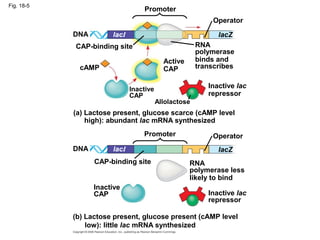 Fig. 18-5
(b) Lactose present, glucose present (cAMP level
low): little lac mRNA synthesized
cAMP
DNA
Inactive lac
repressor
Allolactose
Inactive
CAP
lacI
CAP-binding site
Promoter
Active
CAP
Operator
lacZ
RNA
polymerase
binds and
transcribes
Inactive lac
repressor
lacZ
OperatorPromoter
DNA
CAP-binding site
lacI
RNA
polymerase less
likely to bind
Inactive
CAP
(a) Lactose present, glucose scarce (cAMP level
high): abundant lac mRNA synthesized
 