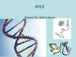 DNA Adopted by: Josh Scheerer 