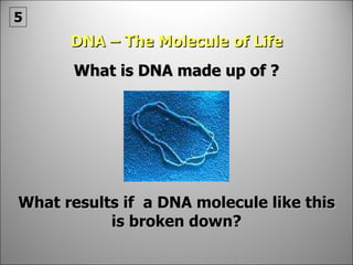 DNA – The Molecule of Life What is DNA made up of ? What results if  a DNA molecule like this is broken down? 5 