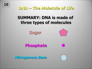 DNA – The Molecule of Life Sugar Phosphate Nitrogenous Base SUMMARY: DNA is made of  three types of molecules 10 