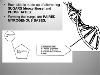 Each side is made up of alternating  SUGARS  [ deoxyribose ] and  PHOSPHATES . Forming the 'rungs' are  PAIRED NITROGENOUS BASES ; 