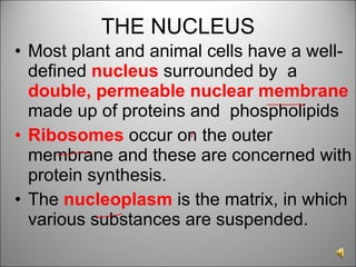 THE NUCLEUS Most plant and animal cells have a well-defined  nucleus  surrounded by  a  double, permeable nuclear membrane  made up of proteins and  phospholipids Ribosomes  occur on the outer membrane and these are concerned with protein synthesis. The  nucleoplasm  is the matrix, in which various substances are suspended. 