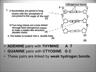 ADENINE  pairs with  THYMINE  A  T GUANINE  pairs with  CTYOSINE  G C These pairs are linked by  weak hydrogen bonds. 