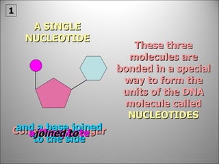 These three molecules are bonded in a special way to form the units of the DNA molecule called  NUCLEOTIDES A SINGLE NUCLEOTIDE Consists of a Sugar and a base joined to the side a Phosphate joined to 1 