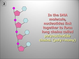 In the DNA molecule, nucleotides link together to form long chains called  polynucleotide chains. (poly=many) 2 