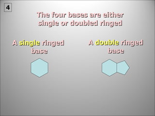 The four bases are either single or doubled ringed A  single  ringed  base A  double  ringed  base 4 