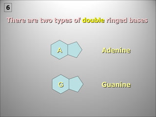 Guanine Adenine There are two types of  double  ringed bases   6 A G 