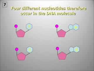 Four different nucleotides therefore occur in the DNA molecule  7 A G C T 