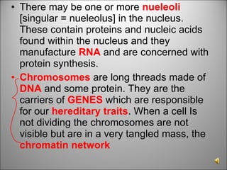 There may be one or more  nueleoli  [singular = nueleolus] in the nucleus. These contain proteins and nucleic acids found within the nucleus and they manufacture  RNA  and are concerned with protein synthesis. Chromosomes  are long threads made of  DNA  and some protein. They are the carriers of  GENES  which are responsible for our  hereditary traits . When a cell Is not dividing the chromosomes are not visible but are in a very tangled mass, the  chromatin network 