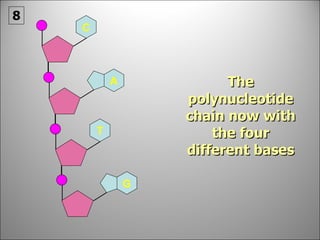 The polynucleotide chain now with the four different bases 8 A G C T 