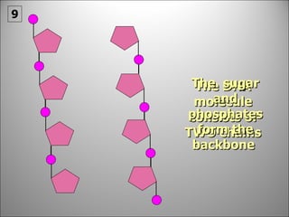 The DNA molecule consists of TWO chains The  sugar and phosphates form the backbone  9 