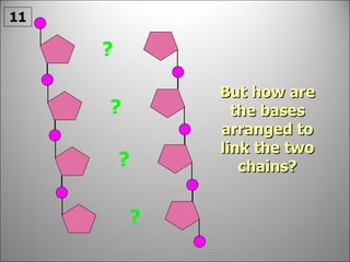 ? But how are the bases arranged to link the two chains? ? ? ? 11 