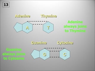 T C Adenine Thymine Guanine Cytosine Adenine always joins to Thymine Guanine always joins to Cytosine 13 A G 