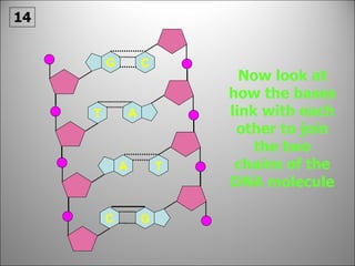Now look at how the bases link with each other to join the two chains of the DNA molecule 14 A G C T C A T G 