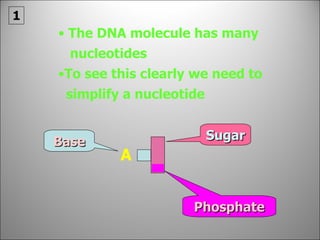The DNA molecule has many  nucleotides To see this clearly we need to simplify a nucleotide Sugar Phosphate Base 1 A 