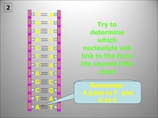Try to determine which nucleotide will link to the form the second DNA chain Which nucleotide will link to A ? Remember  A joins to T  and G to C 2 C C G T A A A A T T T G G G C A T T T T A A A C 