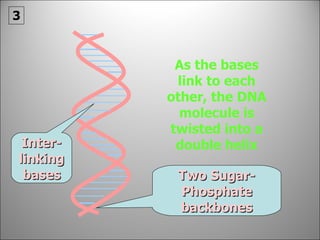 As the bases link to each other, the DNA molecule is twisted into a double helix Two Sugar-Phosphate backbones Inter-linking bases 3 