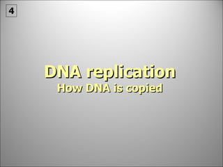 DNA replication How DNA is copied 4 