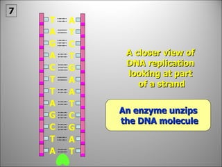 A closer view of DNA replication  looking at part of a strand An enzyme unzips the DNA molecule 7 C C G T A A A A T T T G G G C A T T T T A A A C 