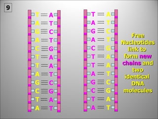 Free Nucleotides link to  form  new chains  and two identical  DNA molecules 9 C C G T A A A A T T T G G G C A T T T T A A A C C C G T A A A A T T T G G G C A T T T T A A A C 
