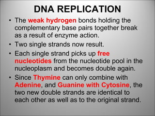 DNA REPLICATION The  weak hydrogen   bonds holding the complementary base pairs together break as a result of enzyme action. Two single strands now result. Each single strand picks up  free nucleotides  from the nucleotide pool in the nucleoplasm and becomes double again. Since  Thymine  can only combine with  Adenine , and  Guanine with Cytosine , the two new double strands are identical to each other as well as to the original strand. 