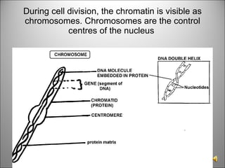 During cell division, the chromatin is visible as chromosomes. Chromosomes are the control centres of the nucleus  