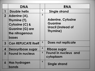 Single strand Adenine, Cytosine Guanine Uracil (instead of Thymine) Does not replicate Ribose sugar Found in nucleus  and cytoplasm Single strand DNA RNA 1 Double helix 1 2 Adenine (A), Thymine (T),  Cytosine (C) & Guanine (G) are the nitrogenous bases 2 3 Can REPLICATE itself 3 4 Deoxyribose sugar 4 5 Found in nucleus 5 6 Has hydrogen bonds 6 
