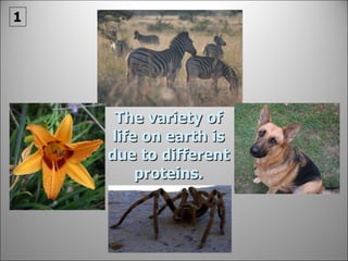 The variety of life on earth is due to different proteins. 1 