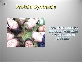 Protein Synthesis Your hair, muscles fibres in your skin are all made of proteins. 3 