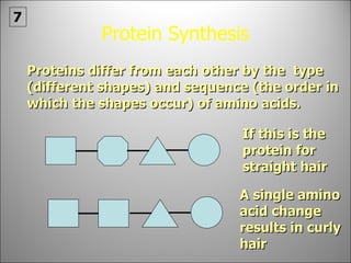Protein Synthesis Proteins differ from each other by the  type (different shapes) and sequence (the order in which the shapes occur) of amino acids. If this is the protein for straight hair A single amino acid change results in curly hair 7 