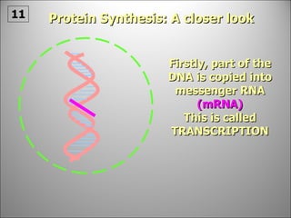 Protein Synthesis: A closer look Firstly, part of the DNA is copied into messenger RNA  (mRNA) This is called TRANSCRIPTION 11 