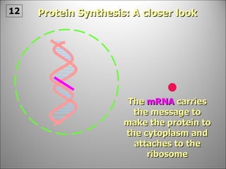 The  mRNA  carries the message to make the protein to the cytoplasm and attaches to the ribosome Protein Synthesis: A closer look 12 