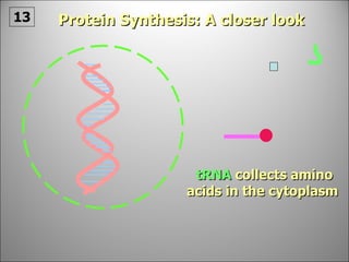 tRNA   collects amino acids in the cytoplasm Protein Synthesis: A closer look 13 