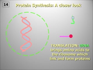 TRANSLATION:  tRNA   brings amino acids to the ribosome which link and form proteins Protein Synthesis: A closer look 14 
