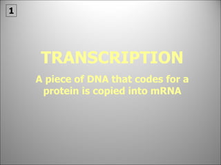 TRANSCRIPTION A piece of DNA that codes for a protein is copied into mRNA 1 
