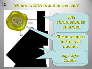 Chromosome uncoiled to show DNA Genes are pieces of DNA that code for a characteristic e.g.  Eye colour Chromosomes in the cell nucleus One chromosomes  enlarged Where is DNA found in the cell? 2 