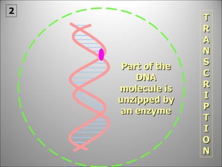 Part of the DNA molecule is unzipped by an enzyme TRANSCRIPTION 2 
