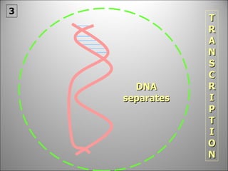 DNA separates TRANSCRIPTION 3 