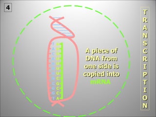 T A A C A A A G G C G T A piece of DNA from one side is copied into   mRNA  TRANSCRIPTION 4 A C A C G C U U U U G U 