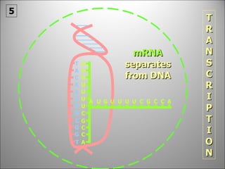 T A A C A A A G G C G T mRNA   separates from DNA TRANSCRIPTION 5 A C A C G C U U U U G U A U A G U U U U C G C C 