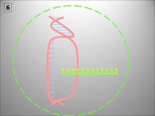 6 T A A C A A A G G C G T A U A G U U U U C G C C 