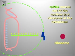 mRNA   moves out of the nucleus to a ribosome in the cytoplasm   ribosome  7 T A A C A A A G G C G T A U A G U U U U C G C C 