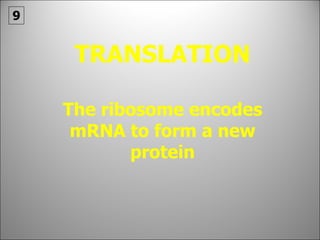 TRANSLATION The ribosome encodes mRNA to form a new protein 9 