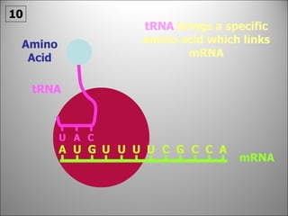 tRNA  brings a specific amino acid which links mRNA mRNA tRNA Amino Acid 10 A U A G U U U U C G C C U A C 