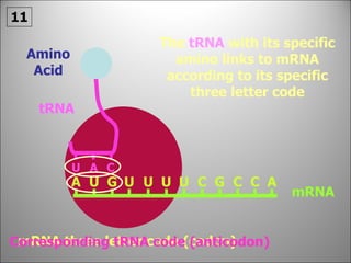 mRNA tRNA Amino Acid mRNA three letter code (codon) Corresponding tRNA code (anticodon) The  tRNA  with its specific amino links to mRNA according to its specific three letter code 11 A U A G U U U U C G C C U A C 