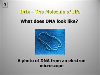 DNA – The Molecule of Life What does DNA look like? A photo of DNA from an electron microscope 3 