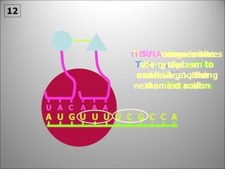 tRNA  brings in the next amino acid according to the next   mRNA codon The amino acids combine The ribosome moves along the   mRNA  molecule exposing the next codon tRNA  moves into the cytoplasm to collect another amino acid 12 U A C A U A G U U U U C G C C A A A U A C 