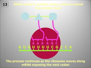 tRNAs bring in another amino acids to extend the protein chain The process continues as the ribosome moves along mRNA exposing the next codon 13 A U A G U U U U C G C C A A A A G C A G C 
